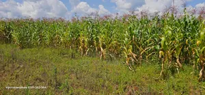 Prime Plots for Sale in Illula Limo in Eldoret
