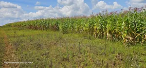Prime Plots for Sale in Illula Limo in Eldoret