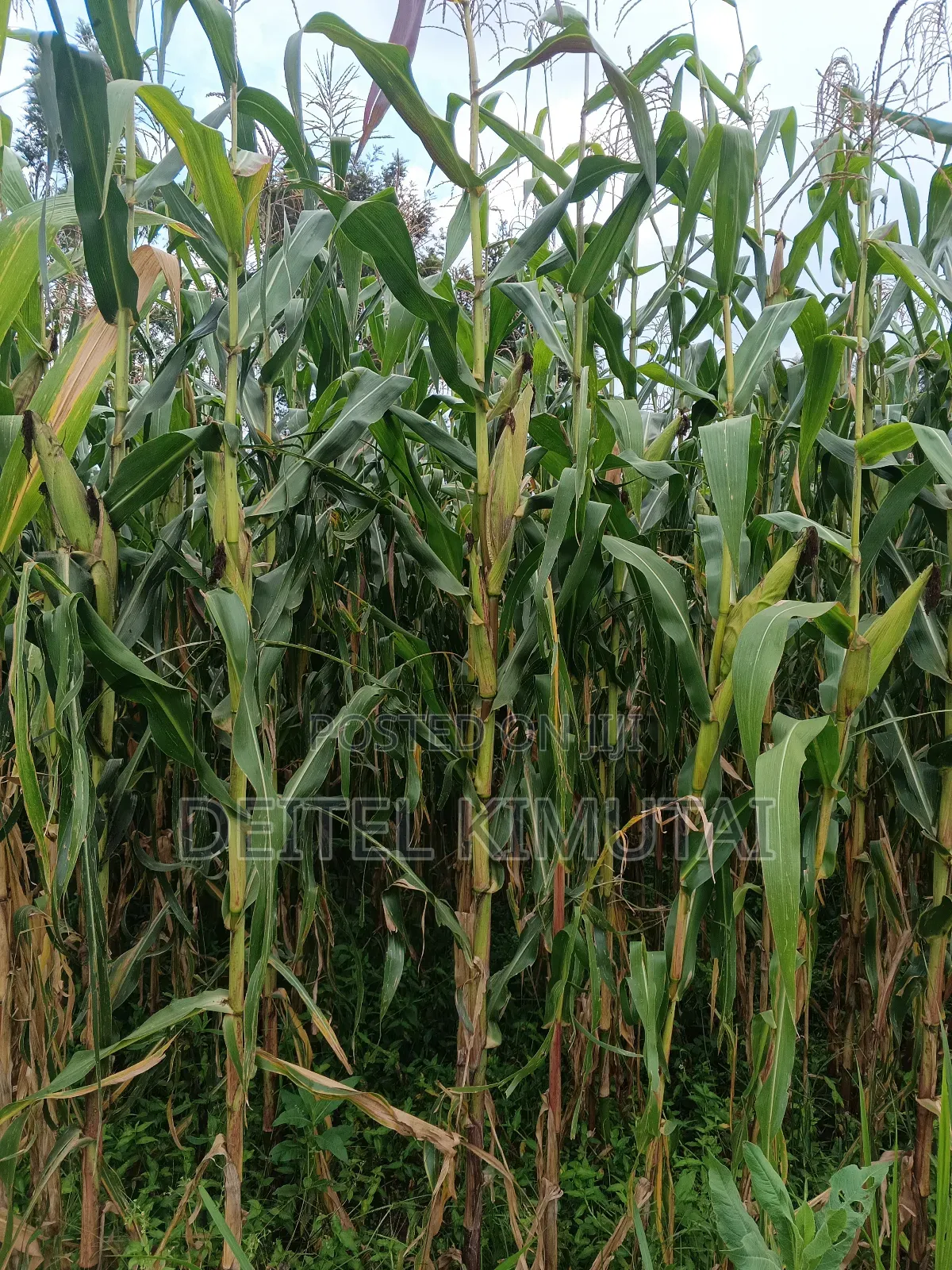0.7acre Land on Sale