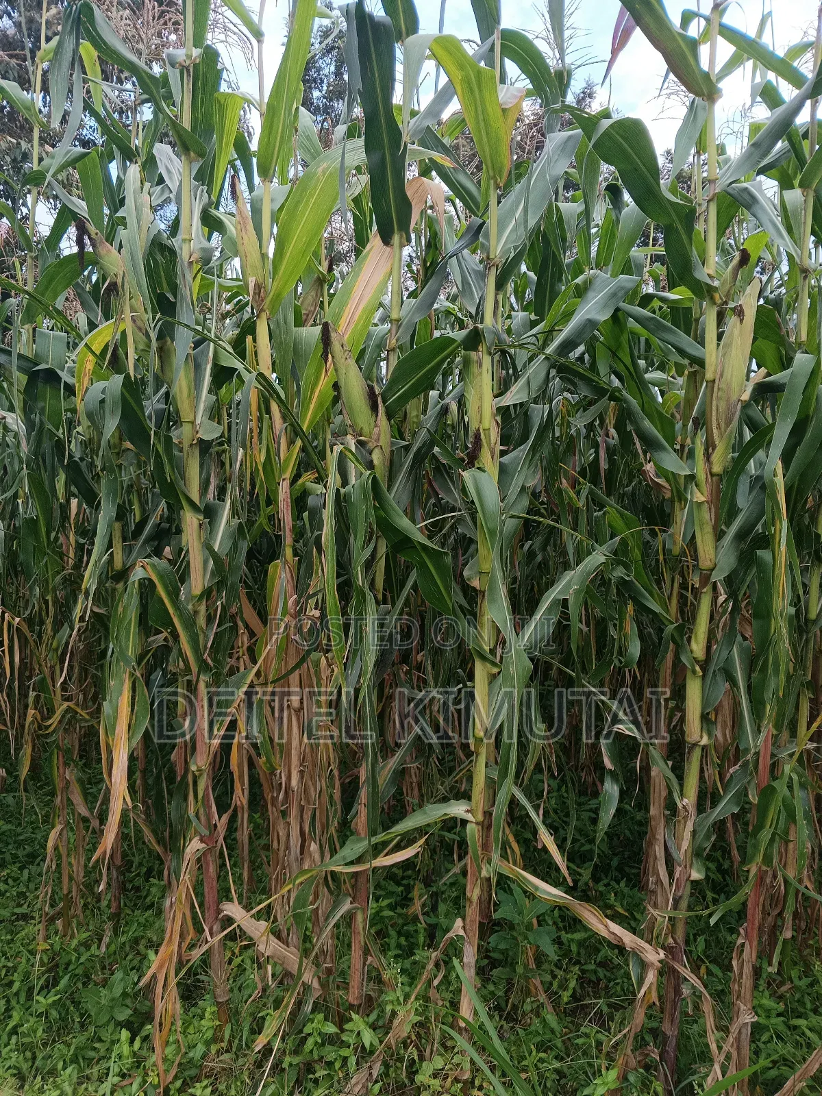 0.7acre Land on Sale