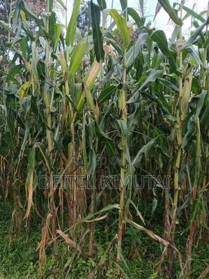 0.7acre Land on Sale