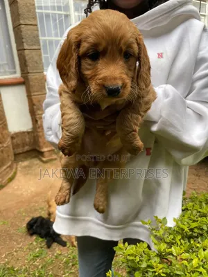 1-3 months Male Purebred Goldendoodle