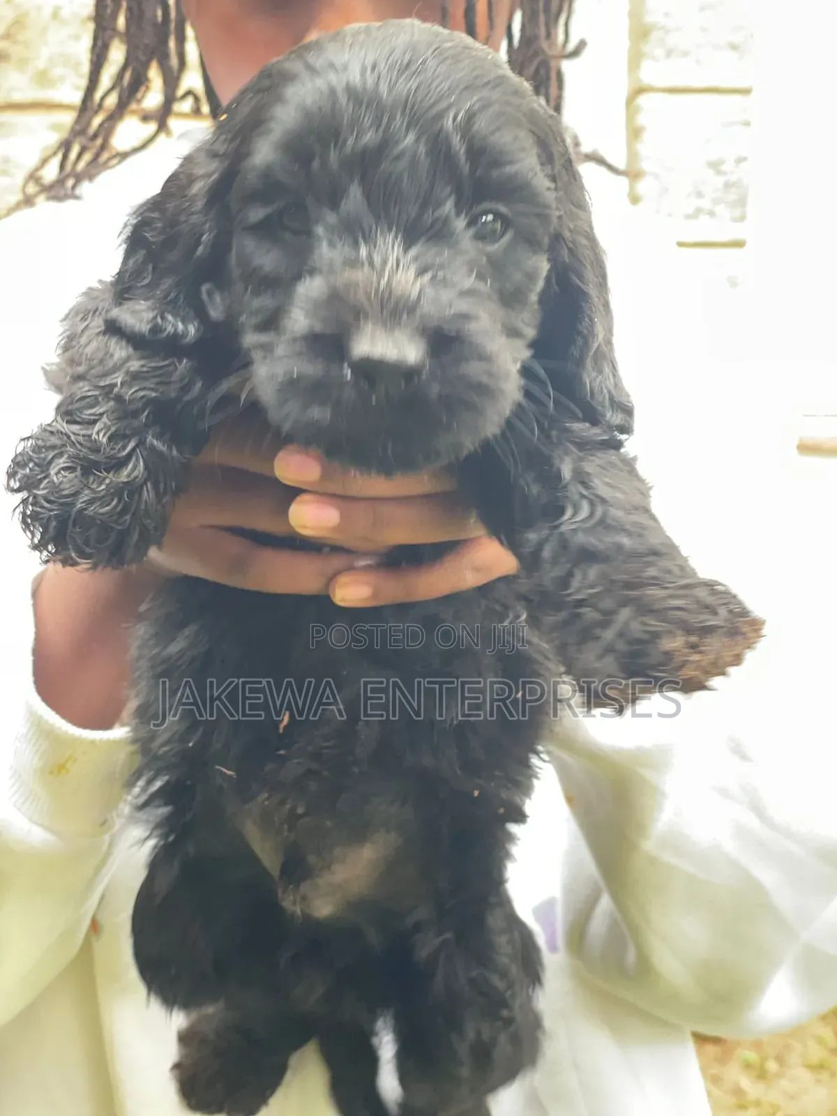 1-3 months Female Purebred Goldendoodle