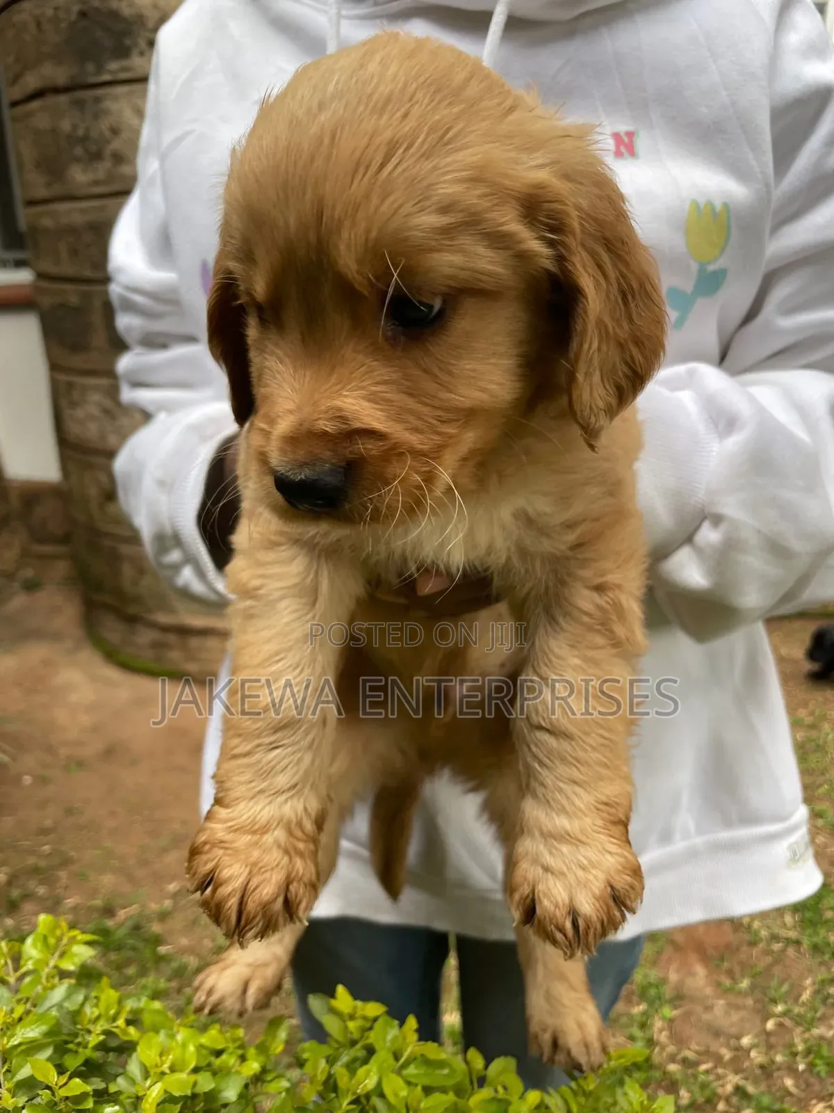 1-3 months Male Purebred Goldendoodle