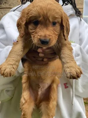 1-3 months Female Purebred Goldendoodle