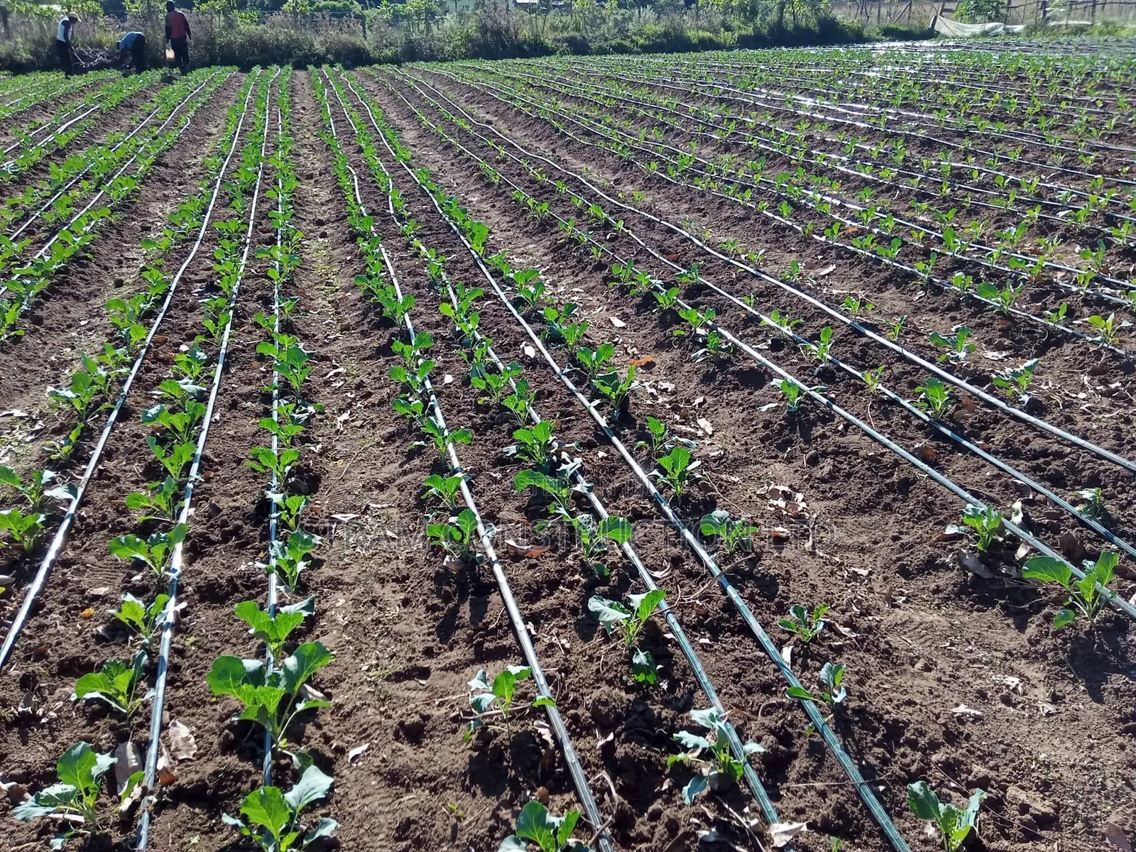 Drip Irrigation Services