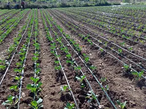 Drip Irrigation Services