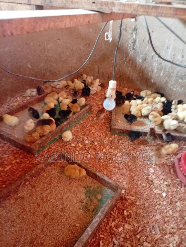 Day Old Chicks on Sale - main view