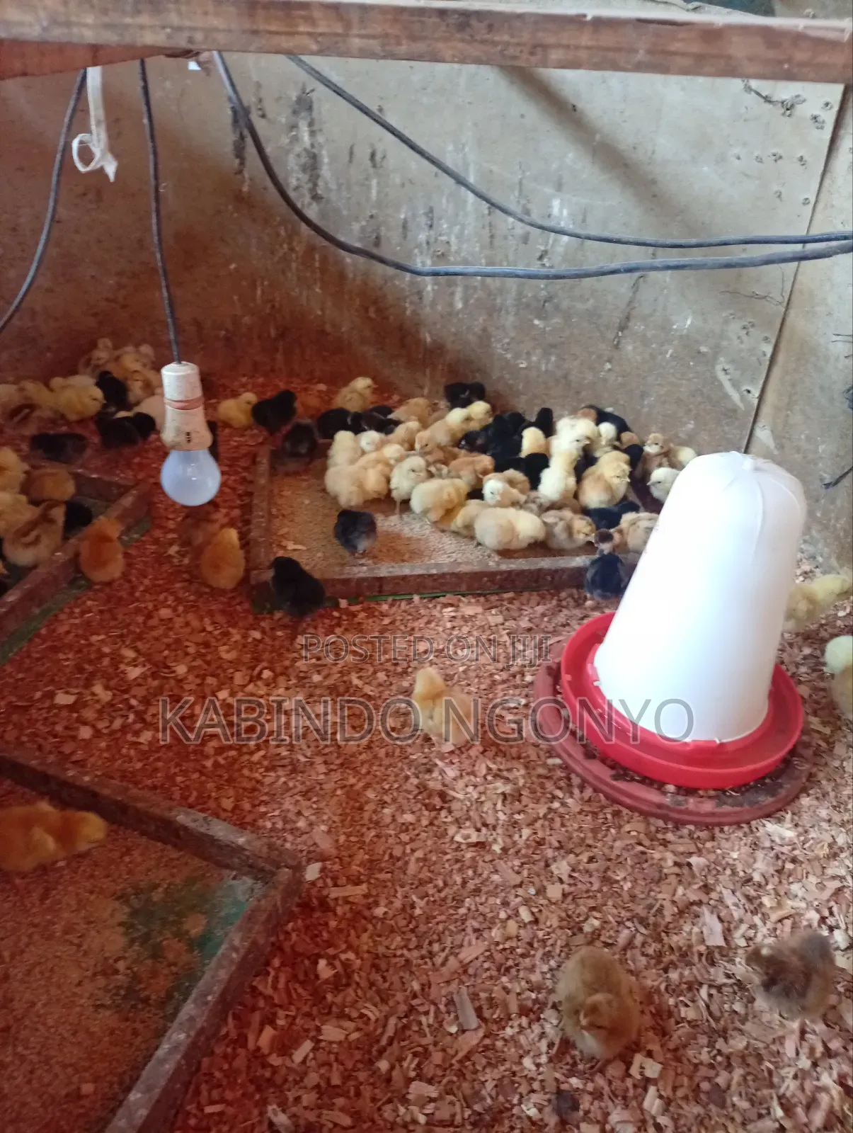 Day Old Chicks on Sale