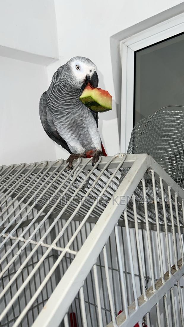 Large Imported Parrot Cage - thumbnail 3