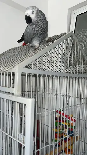 Large Imported Parrot Cage