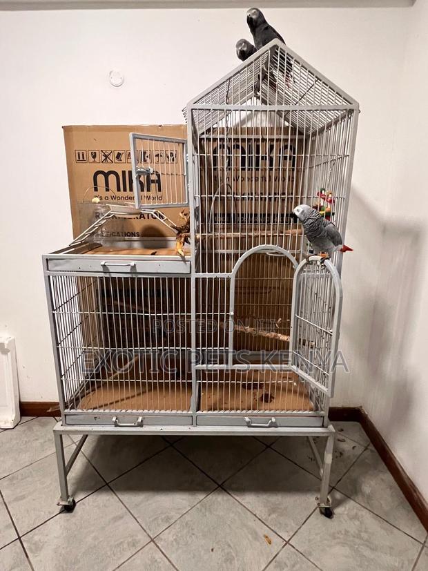 Large Imported Parrot Cage - main view