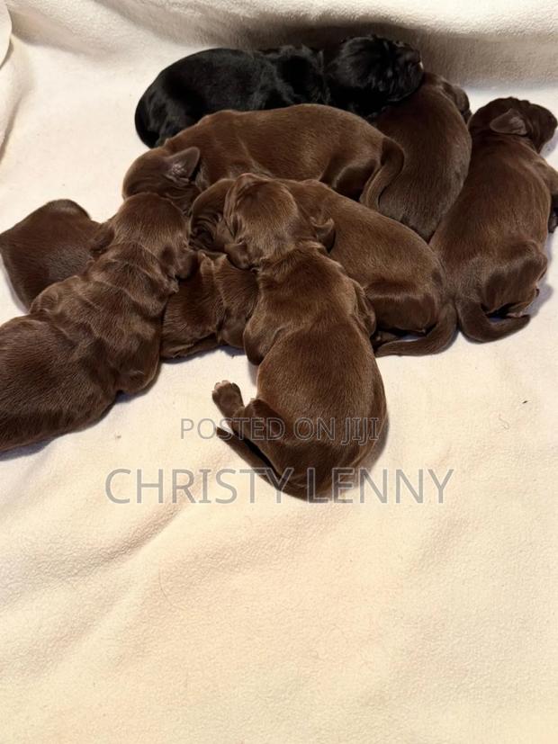 0-1 month Male Purebred Cocker Spaniel - thumbnail 18