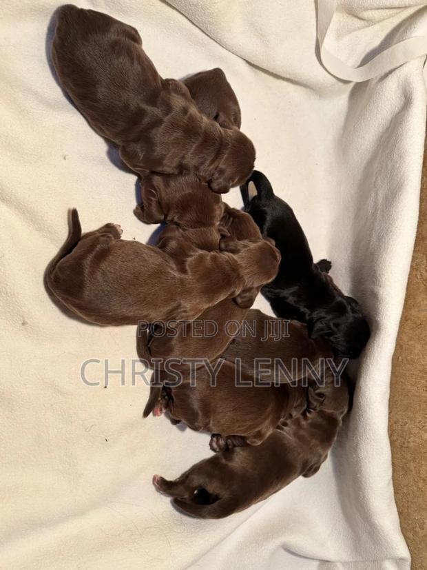 0-1 month Male Purebred Cocker Spaniel - thumbnail 19