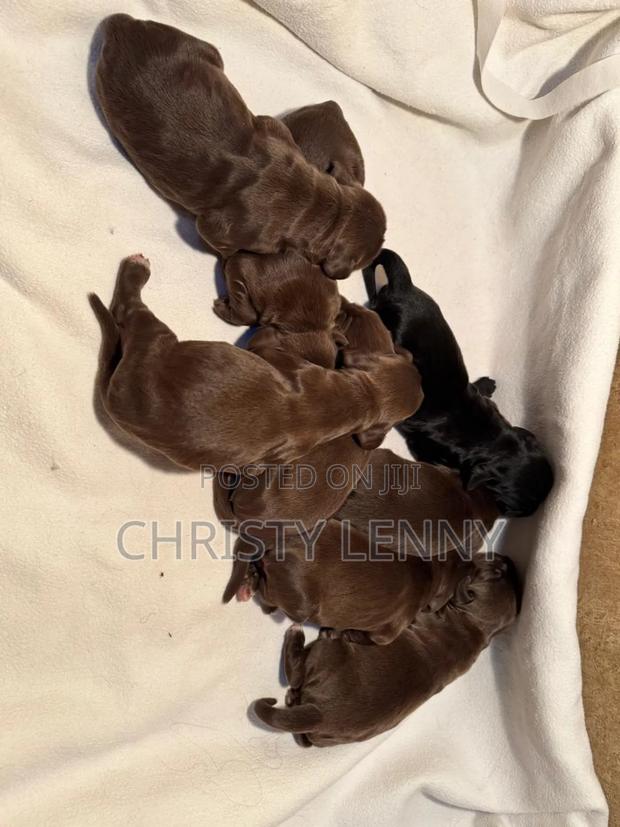 0-1 month Male Purebred Cocker Spaniel - thumbnail 20