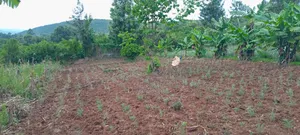 Land for Sale 3 Acres Touching a River at Diatomite Gilgil