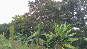 Land for Sale 3 Acres Touching a River at Diatomite Gilgil