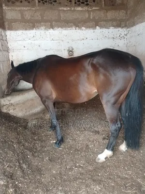 Horses And Ponies For Sale And Riding Lessons