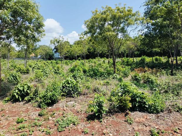 Diani Half Acre Land Near Nomads Beach - thumbnail 7