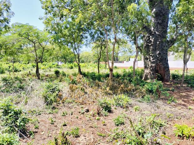 Diani Half Acre Land Near Nomads Beach - thumbnail 8