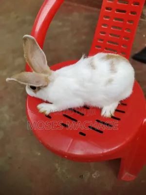 Hybrid Rabbits for Sale From 2 Months Old to Mature Ones