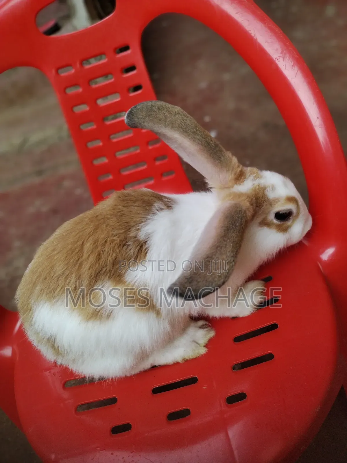 Hybrid Rabbits for Sale From 2 Months Old to Mature Ones