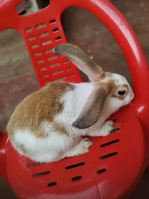 Hybrid Rabbits for Sale From 2 Months Old to Mature Ones