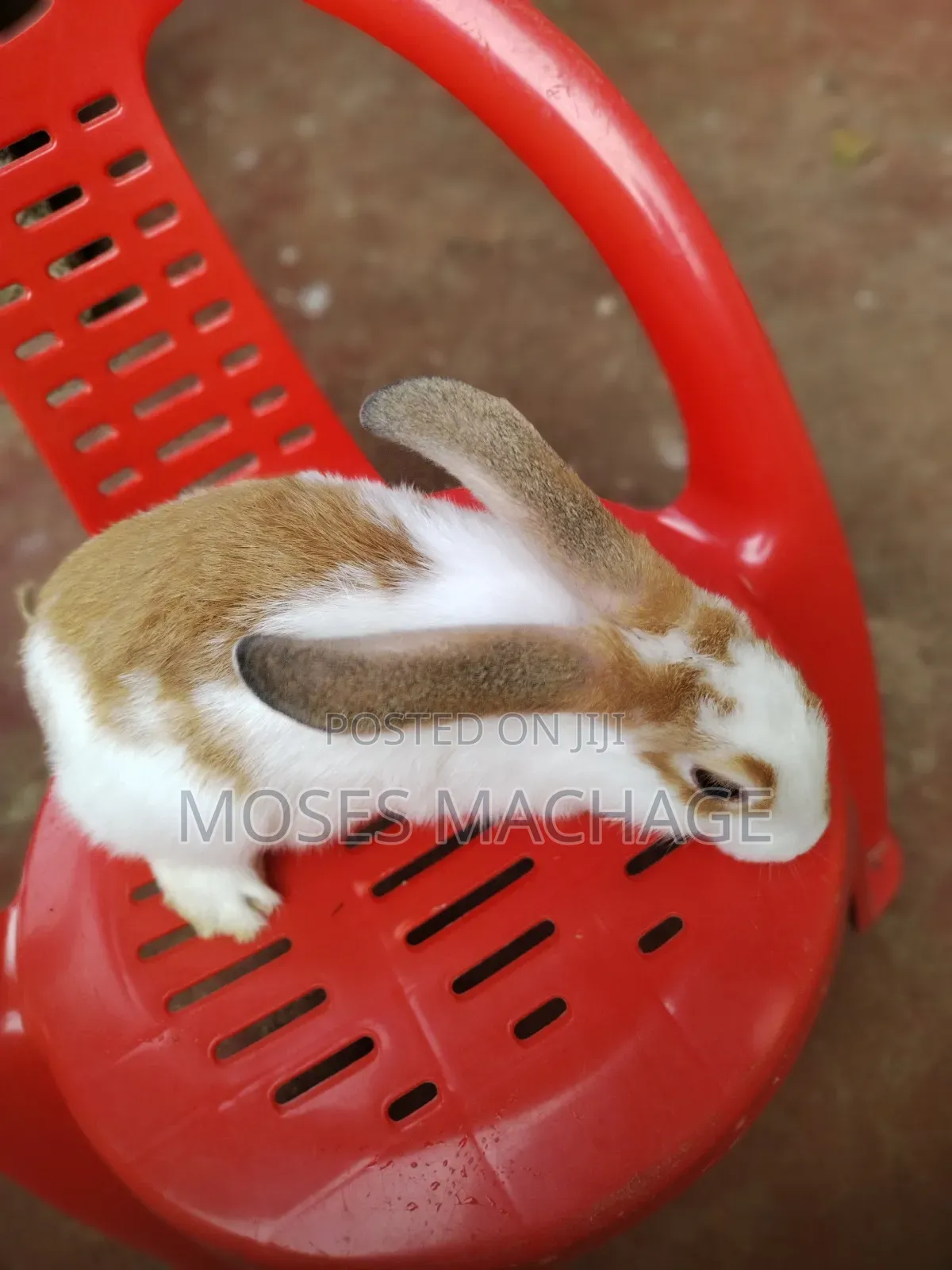 Hybrid Rabbits for Sale From 2 Months Old to Mature Ones