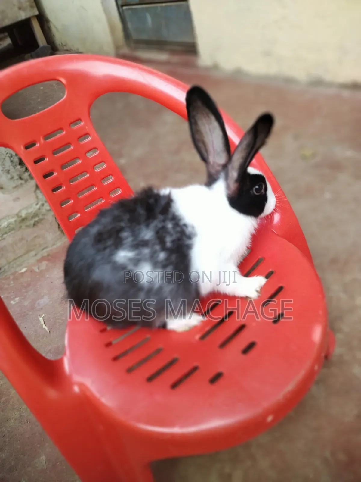 Hybrid Rabbits for Sale From 2 Months Old to Mature Ones