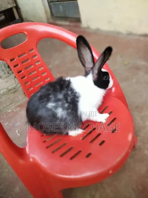 Hybrid Rabbits for Sale From 2 Months Old to Mature Ones
