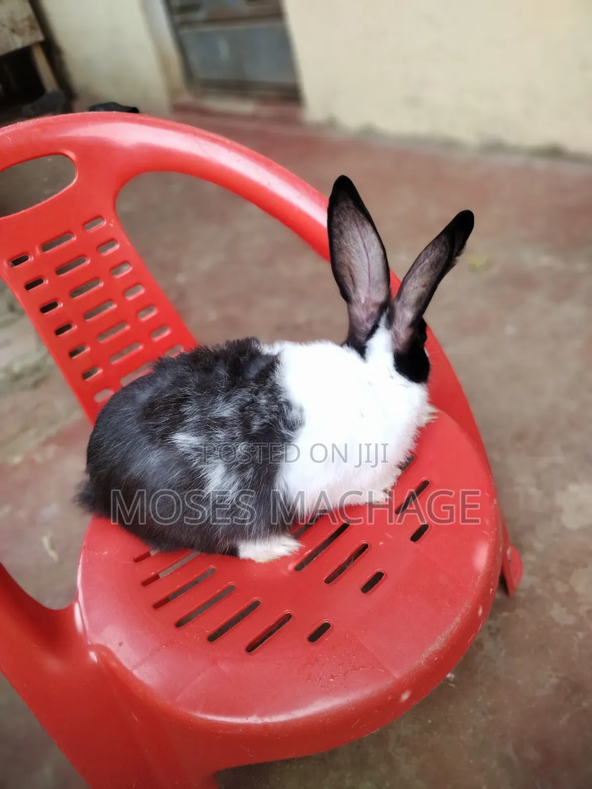 Hybrid Rabbits for Sale From 2 Months Old to Mature Ones