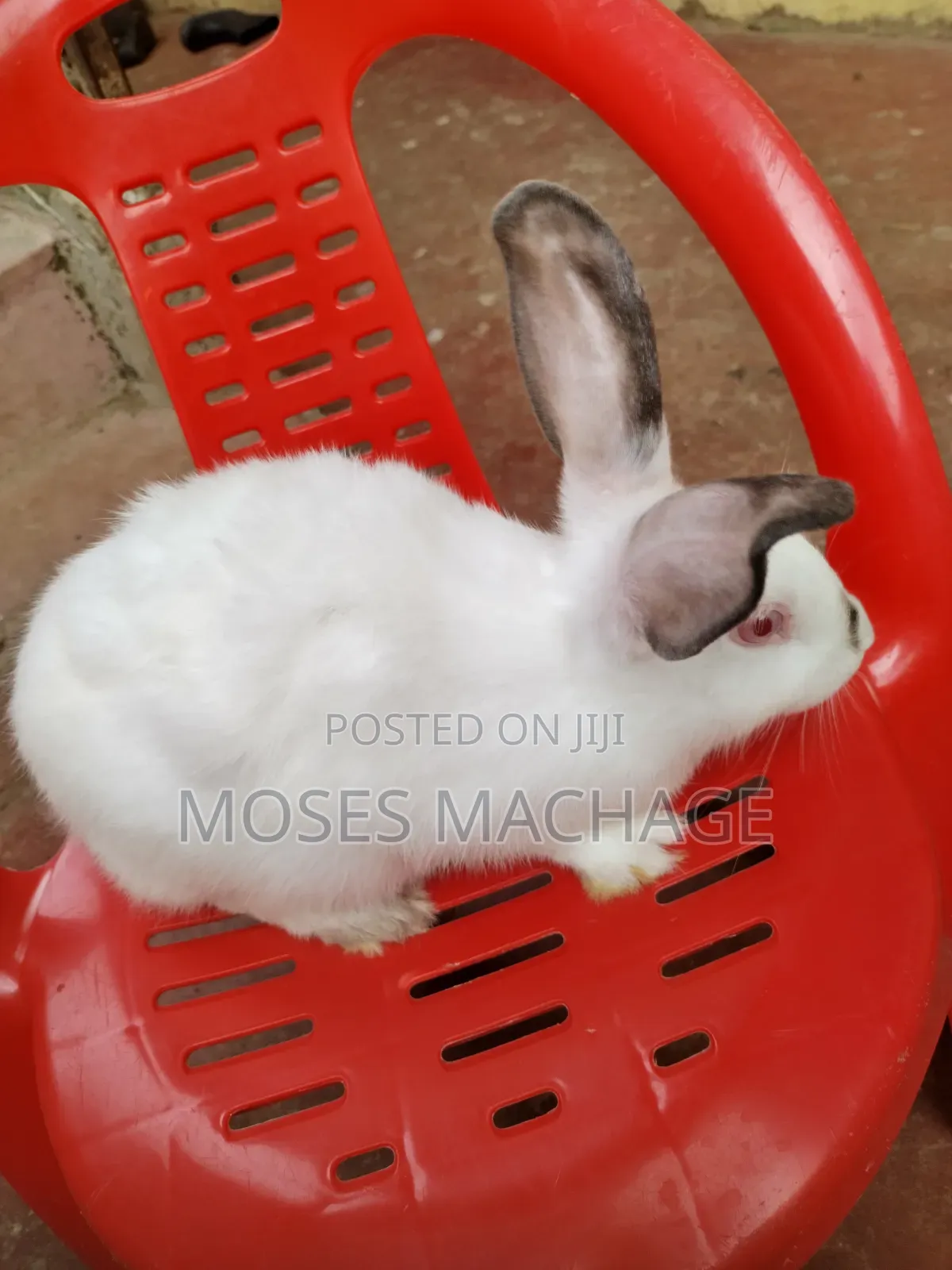 Hybrid Rabbits for Sale From 2 Months Old to Mature Ones