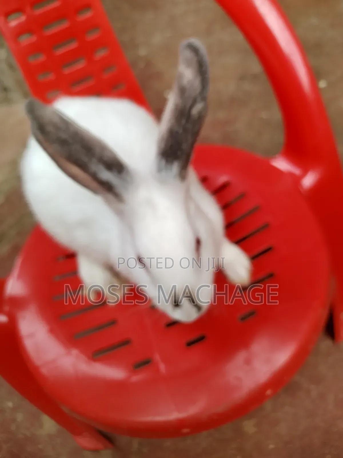 Hybrid Rabbits for Sale From 2 Months Old to Mature Ones