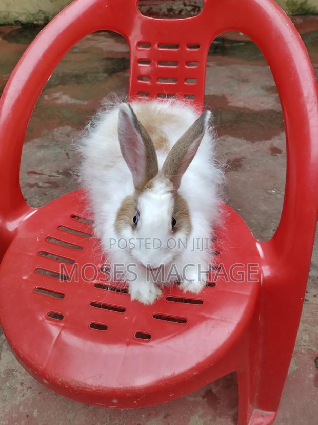 Hybrid Rabbits Available - thumbnail 4