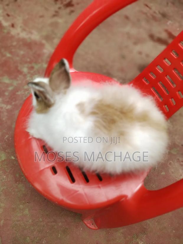 Hybrid Rabbits Available - thumbnail 5