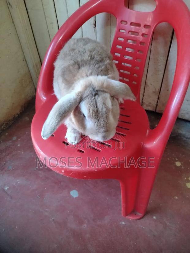 Hybrid Rabbits Available - thumbnail 6