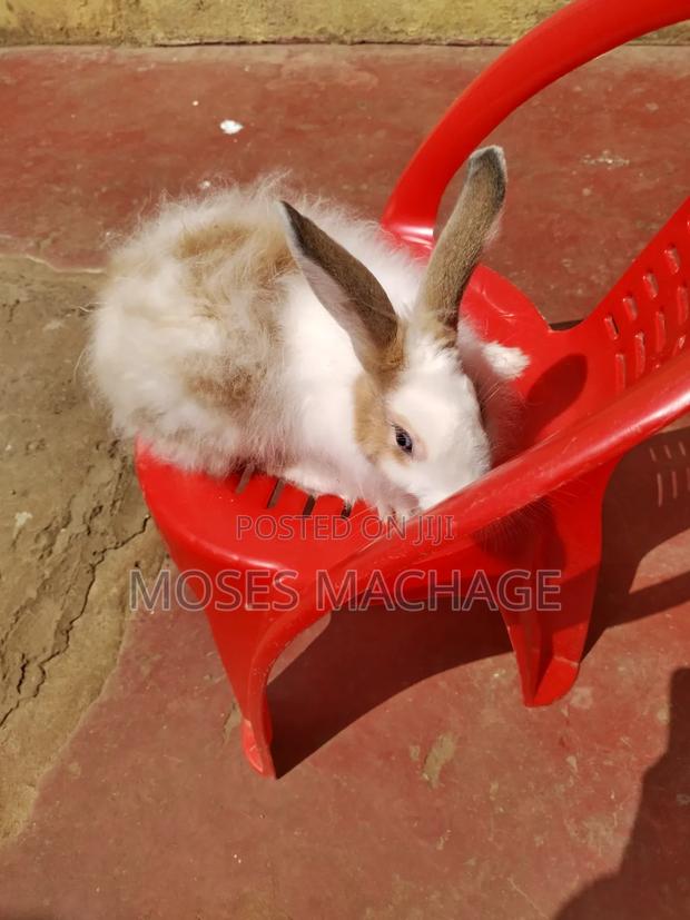 Hybrid Rabbits Available - thumbnail 7