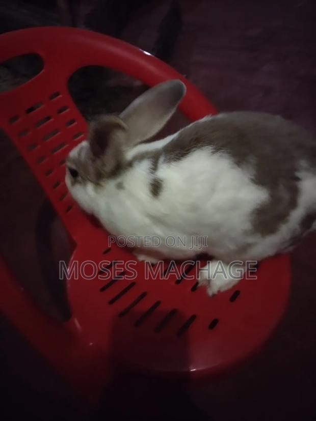 Hybrid Rabbits Available - thumbnail 8