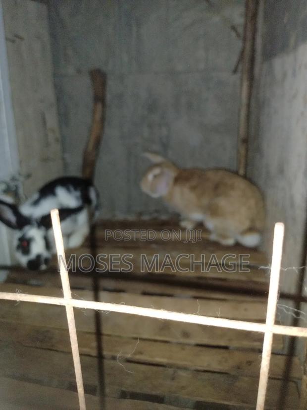 Hybrid Rabbits Available - thumbnail 9