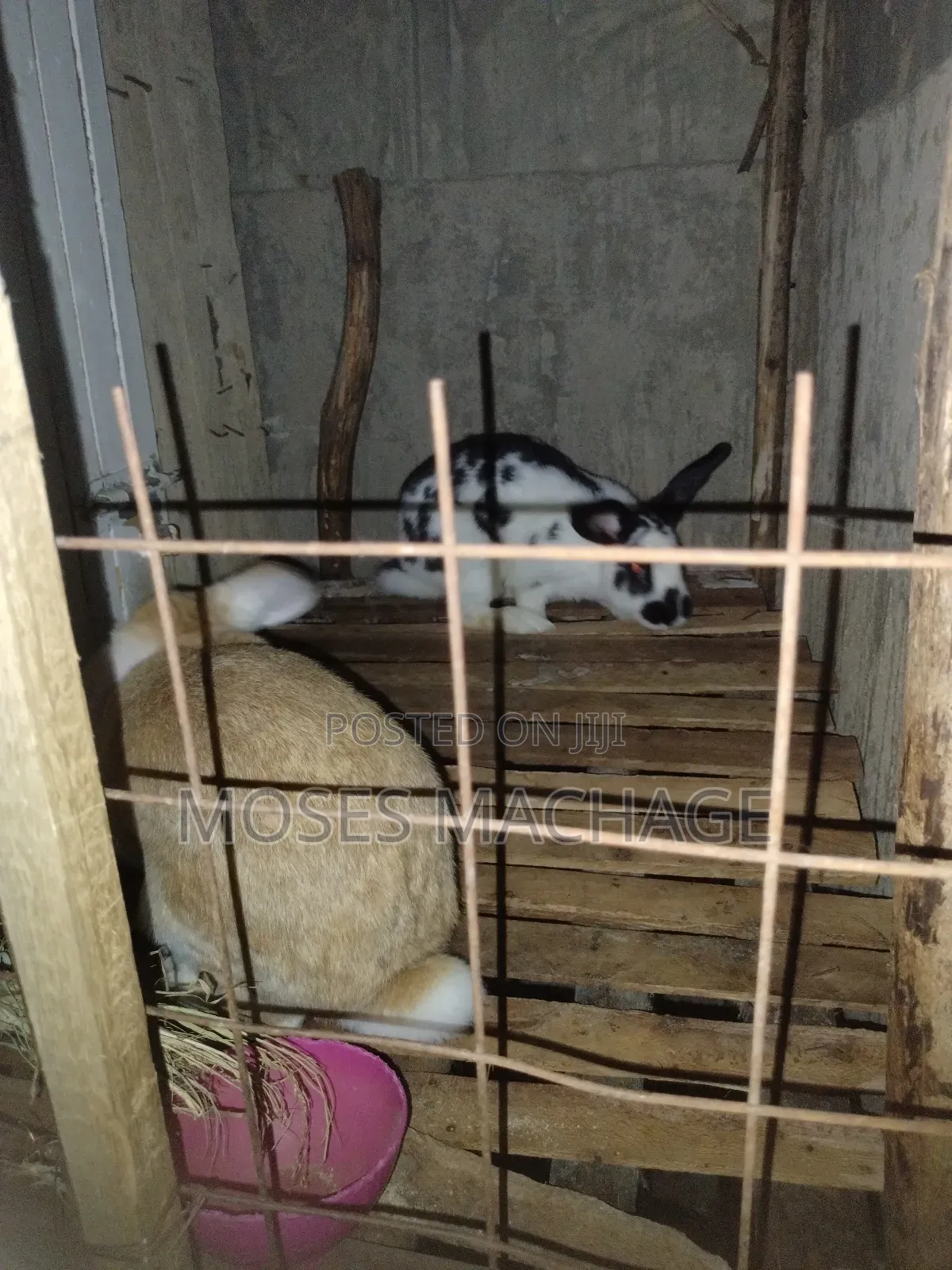 Hybrid Rabbits Available