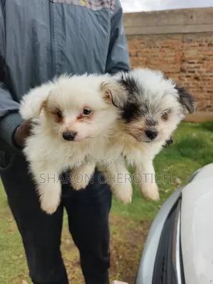 1-3 months Female Purebred Japanese Spitz