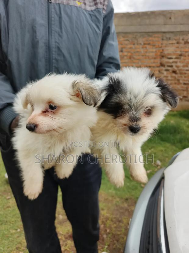 1-3 months Female Purebred Japanese Spitz - thumbnail 3