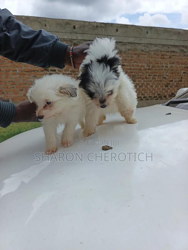 1-3 months Female Purebred Japanese Spitz - thumbnail 4