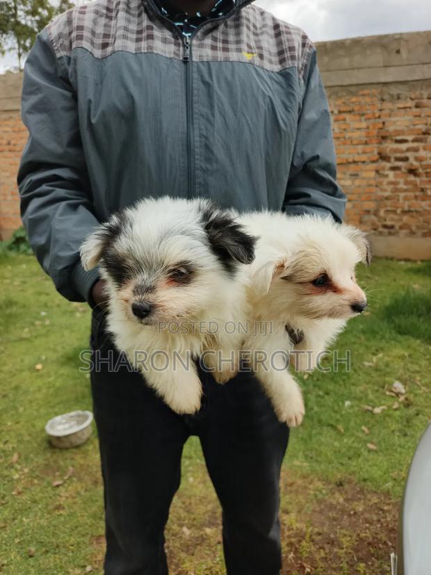 1-3 months Female Purebred Japanese Spitz - thumbnail 5