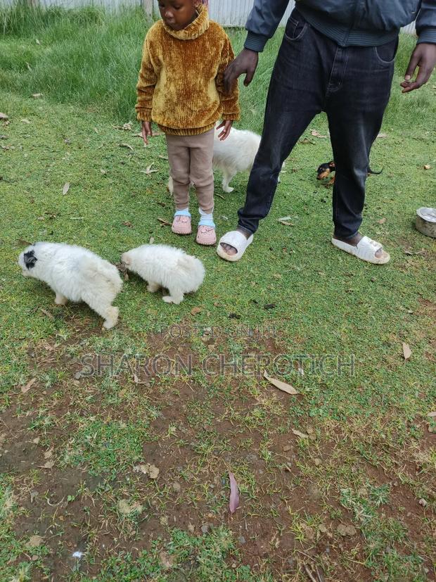 1-3 months Female Purebred Japanese Spitz - thumbnail 6