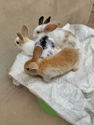 Healthy Hybrid Rabbits From 2-3months