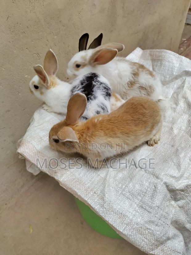 Healthy Hybrid Rabbits From 2-3months - thumbnail 2