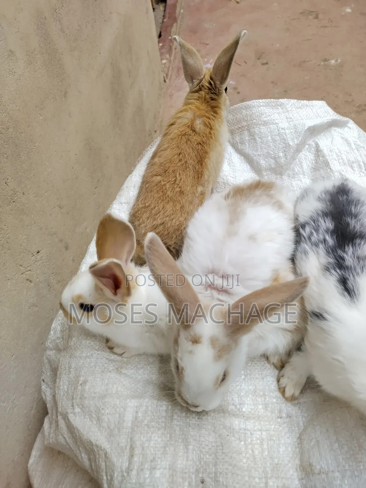 Healthy Hybrid Rabbits From 2-3months