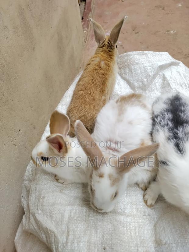 Healthy Hybrid Rabbits From 2-3months - thumbnail 3