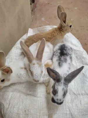 Healthy Hybrid Rabbits From 2-3months